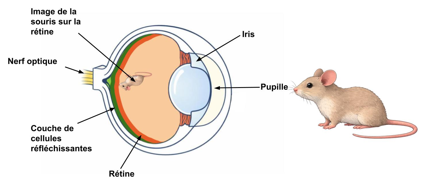 Anatomie de l’oeil